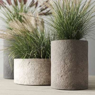 Pennisetum foxtail in concrete pots — Ver 4
