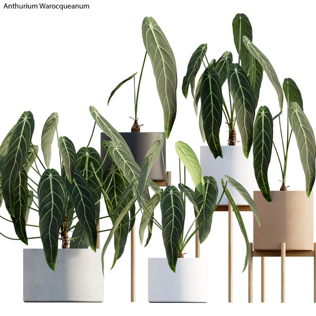 Anthurium Warocqueanum — Скачать