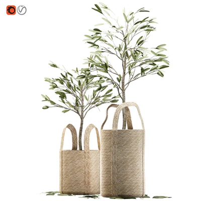Wicker basket containing the delicate olive tree in pastel tones — Ver 1