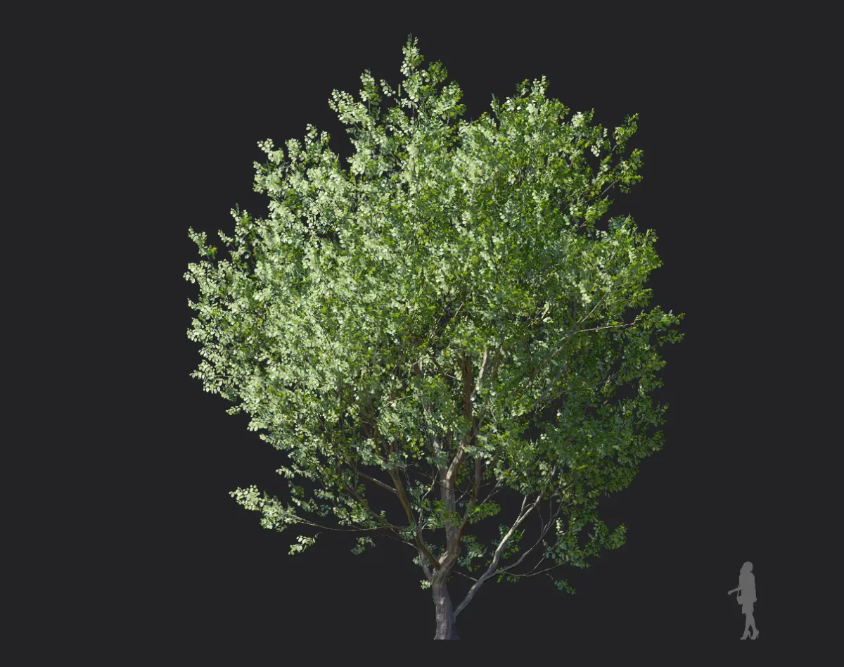 celtis koraiensis 003 — Descargar