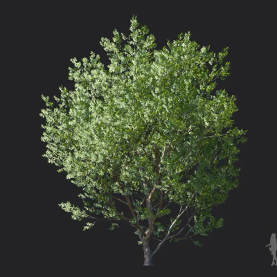 celtis koraiensis 003 — Descargar
