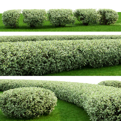 Derain white Elegantissima | Cornus Alba Elegantissima hedge # 1 — Ver 2