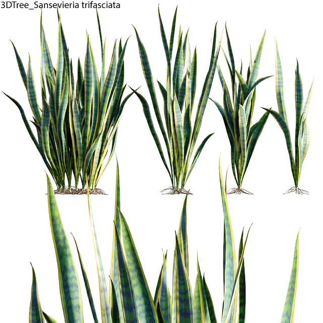 Sansevieria trifasciata 01 — Download