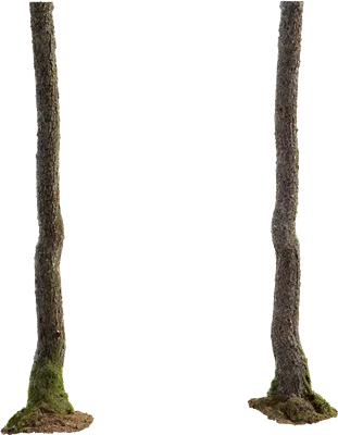 alder tree trunk 002 — Descargar
