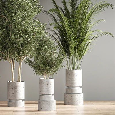 indoor plant set 14 — Вид 7