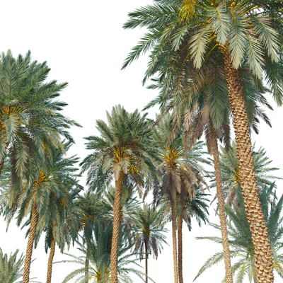Phoenix dactylifera — View 5