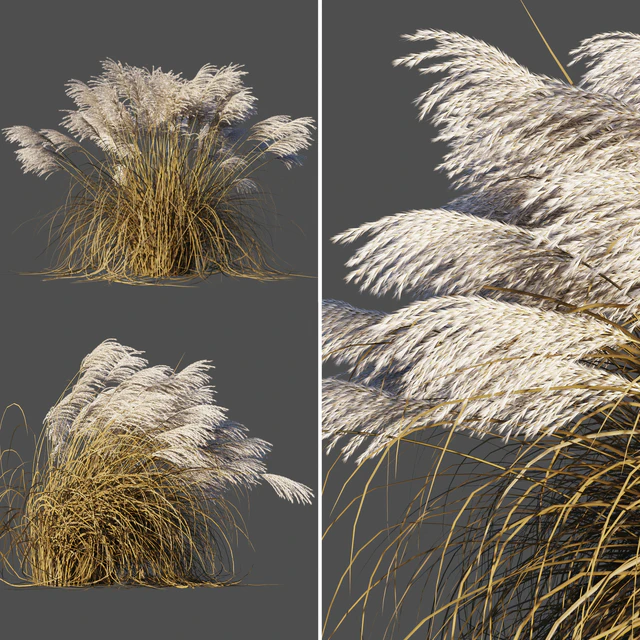 Сухой Мискантус китайский/Dry Miscanthus sinensis — Скачать