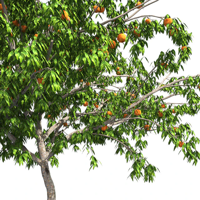 Peach tree with fruit — Descargar