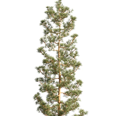 Mast pine 5 options — Ver 5