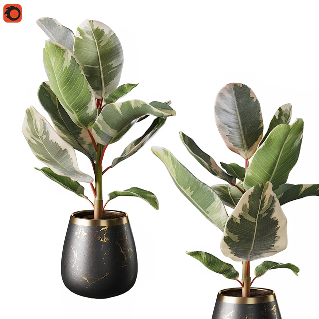 Set of plants ficus rubbery — Descargar