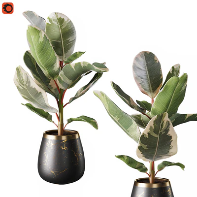 Set of plants ficus rubbery — Ver 5