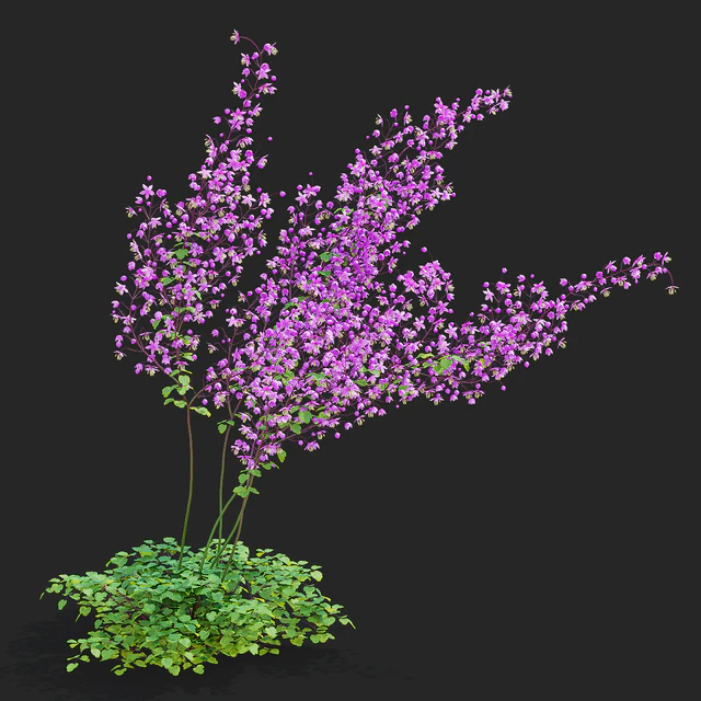 Василистник Делавея цветы | Thalictrum delavayi Purple — Скачать