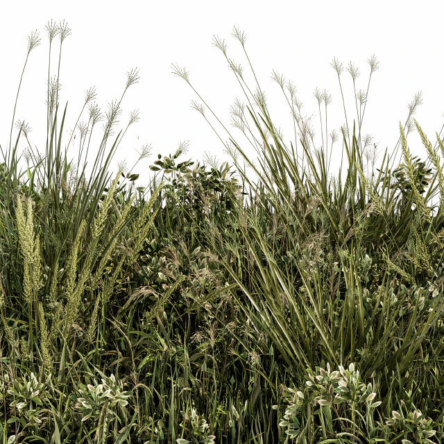 Wild Grass Green - Grass Set 03 — Descargar