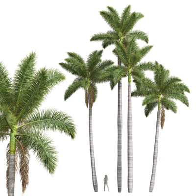 New Plant High detail Roystonea Regia — скачать