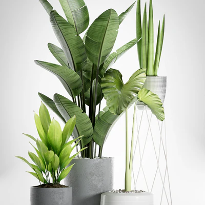 PLANTS 155 — Вид 2