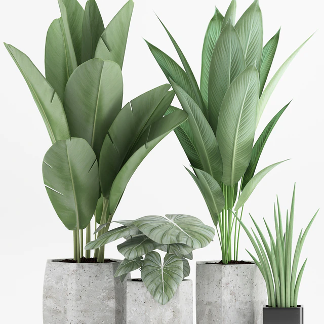 Plant 70 — Скачать