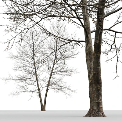 Платан / Sycamore / Platanus #8 — Вид 7