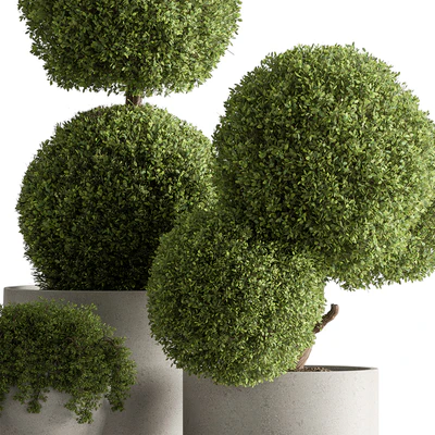 Indoor Plant 637 -Topiary Ball — Ver 5