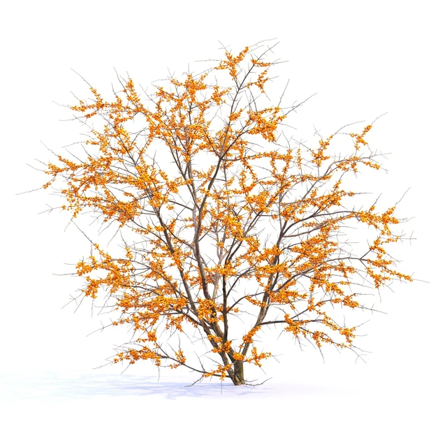 Sea Buckthorn | Hippophae # 2 — Descargar