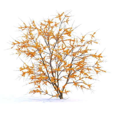 Sea Buckthorn | Hippophae # 2 — Ver 4