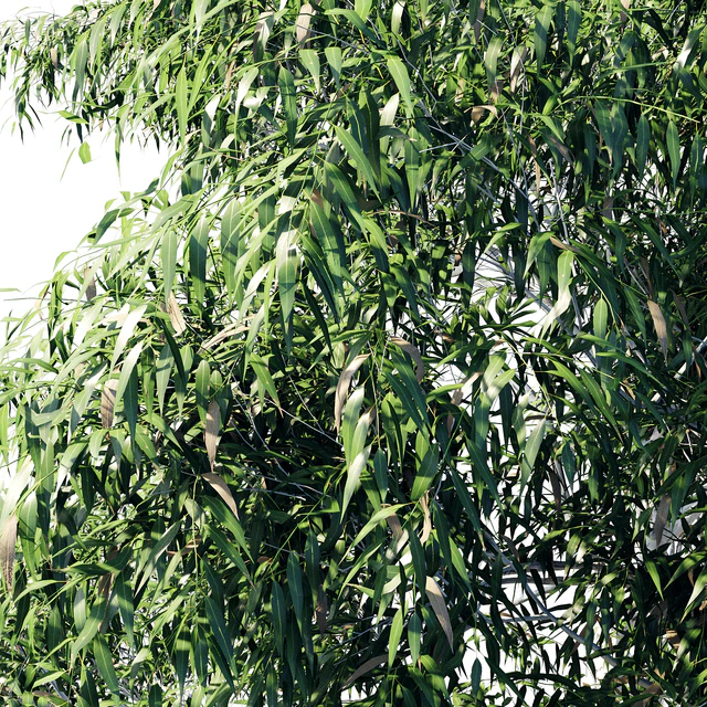 Eucalyptus 8 — Скачать