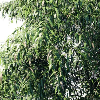 Eucalyptus 8 — Вид 4