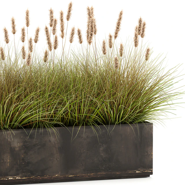 Outdoor metal pot in the bushes Pampas grass, flowerpot, flowerbed, reed. 905. — Descargar
