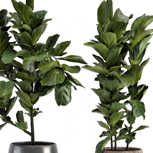 Collection of plants-006 — Скачать
