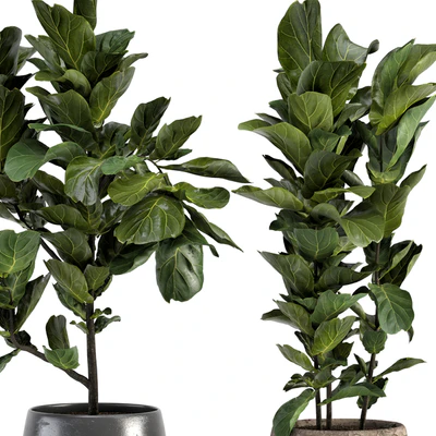 Collection of plants-006 — Вид 5