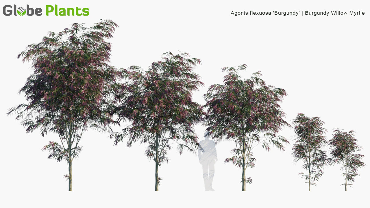 burgundy myrtle — Скачать