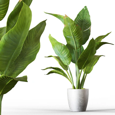 Banana palm — Ver 1