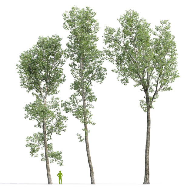 Тополь дельтовидный / Poplar / Populus deltoides #9 — Скачать