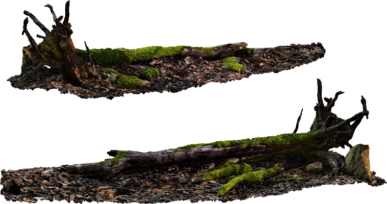 fallen tree 001 — Descargar