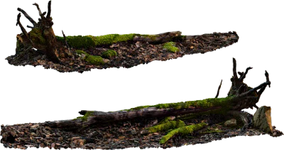 fallen tree 001 — Descargar