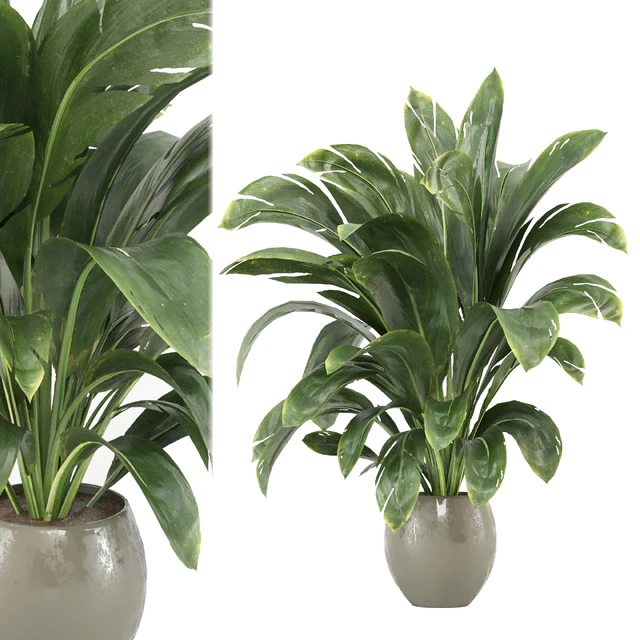 indoor Plants Collection - Set 586 — Descargar