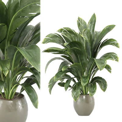 indoor Plants Collection - Set 586 — Ver 1
