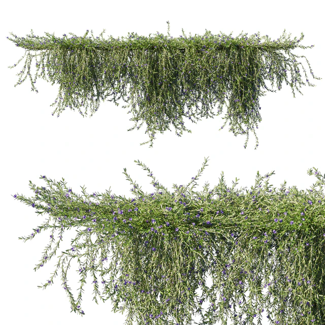 Rosemary creeping — Скачать