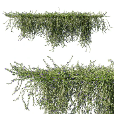 Rosemary creeping — descargar