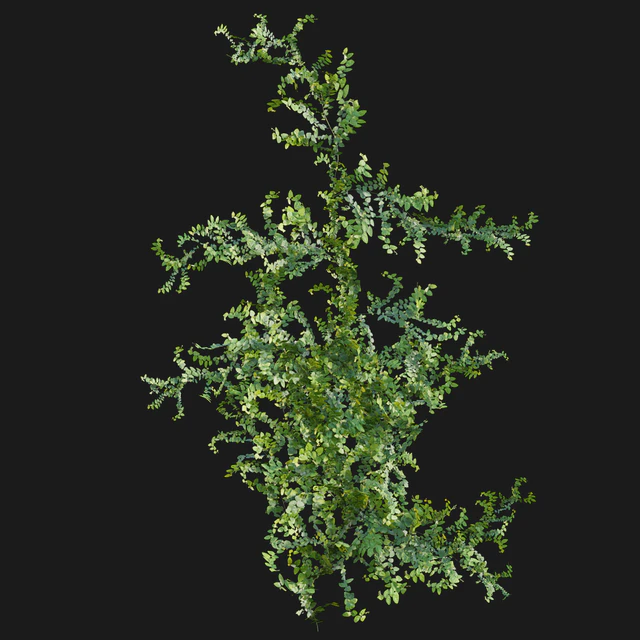 Moraceae - Ficus pumila — Скачать