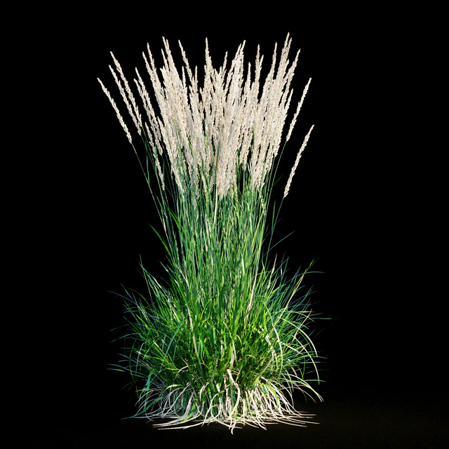 Feather reed grass — Descargar