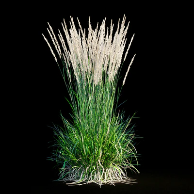 Feather reed grass — Ver 5