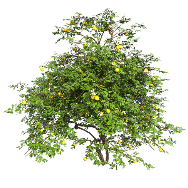 Lemon Tree with fruits and blossom — Скачать