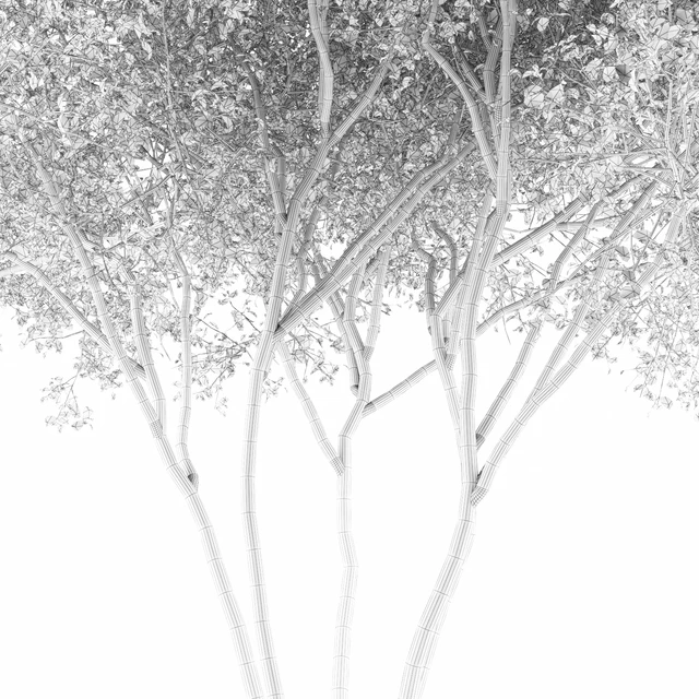 Ирга  Ламарка канадская солитер | Amelanchier canadensis — Скачать