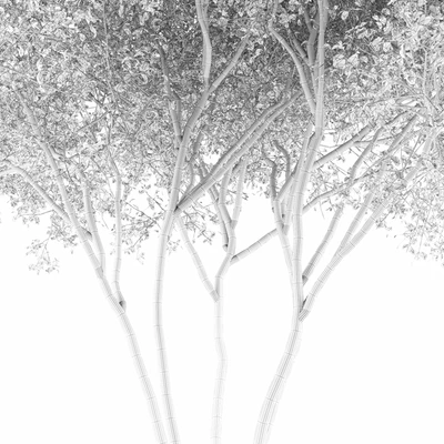 Ирга  Ламарка канадская солитер | Amelanchier canadensis — Вид 3