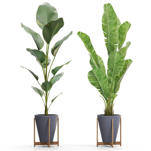 Plants collection 717 — Descargar