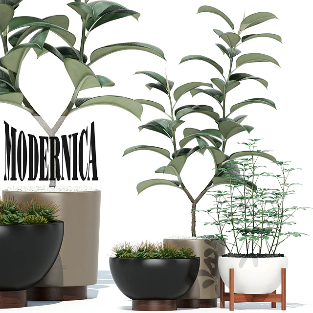 Plants collection 73 Modernica pots — Скачать