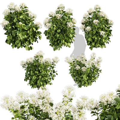 Collection plant vol 570 — Вид 1