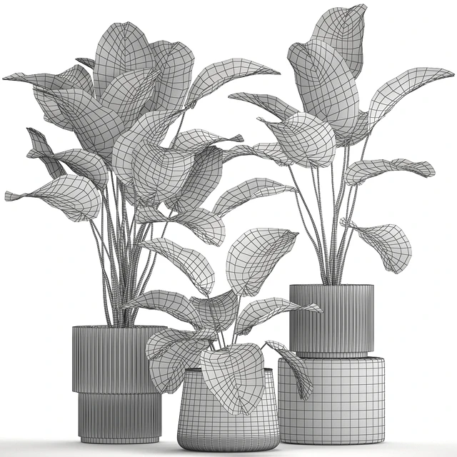 Exotic bush plants in a flower pot Calathea lutea, Strelitzia. set of plants 1317 — Descargar