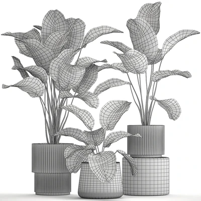 Exotic bush plants in a flower pot Calathea lutea, Strelitzia. set of plants 1317 — Ver 6