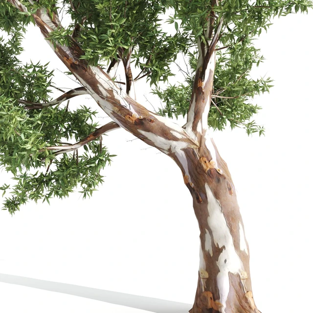 High Quality Eucalyptus tree — Descargar